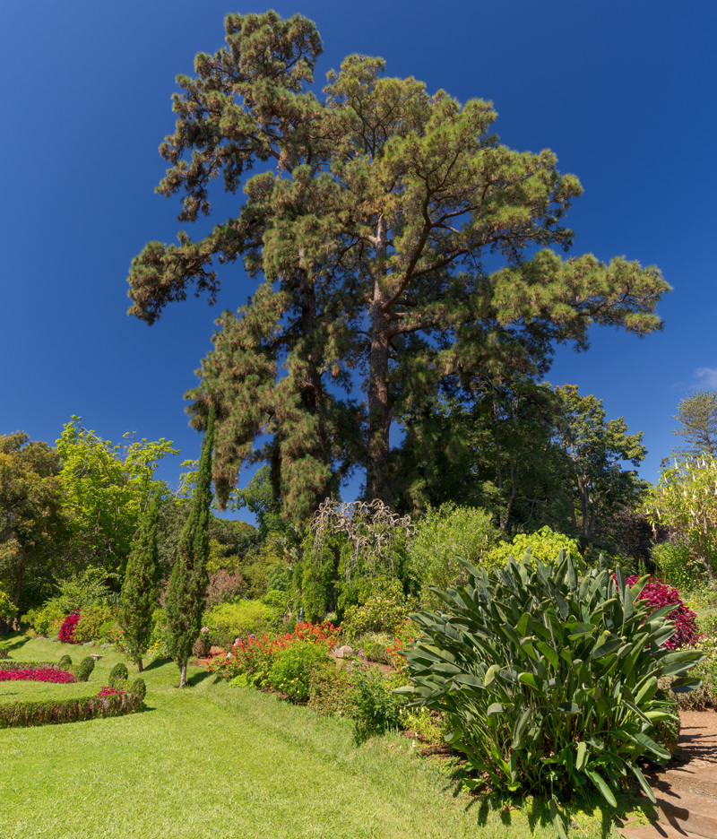 Canary Pine