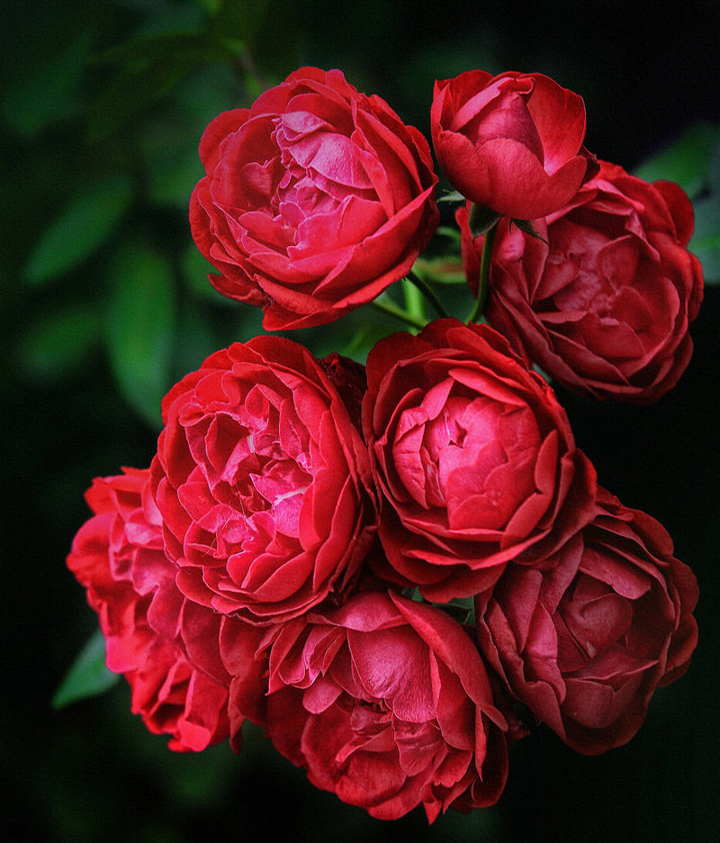 Rose Garden